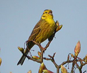 Yellowhammer